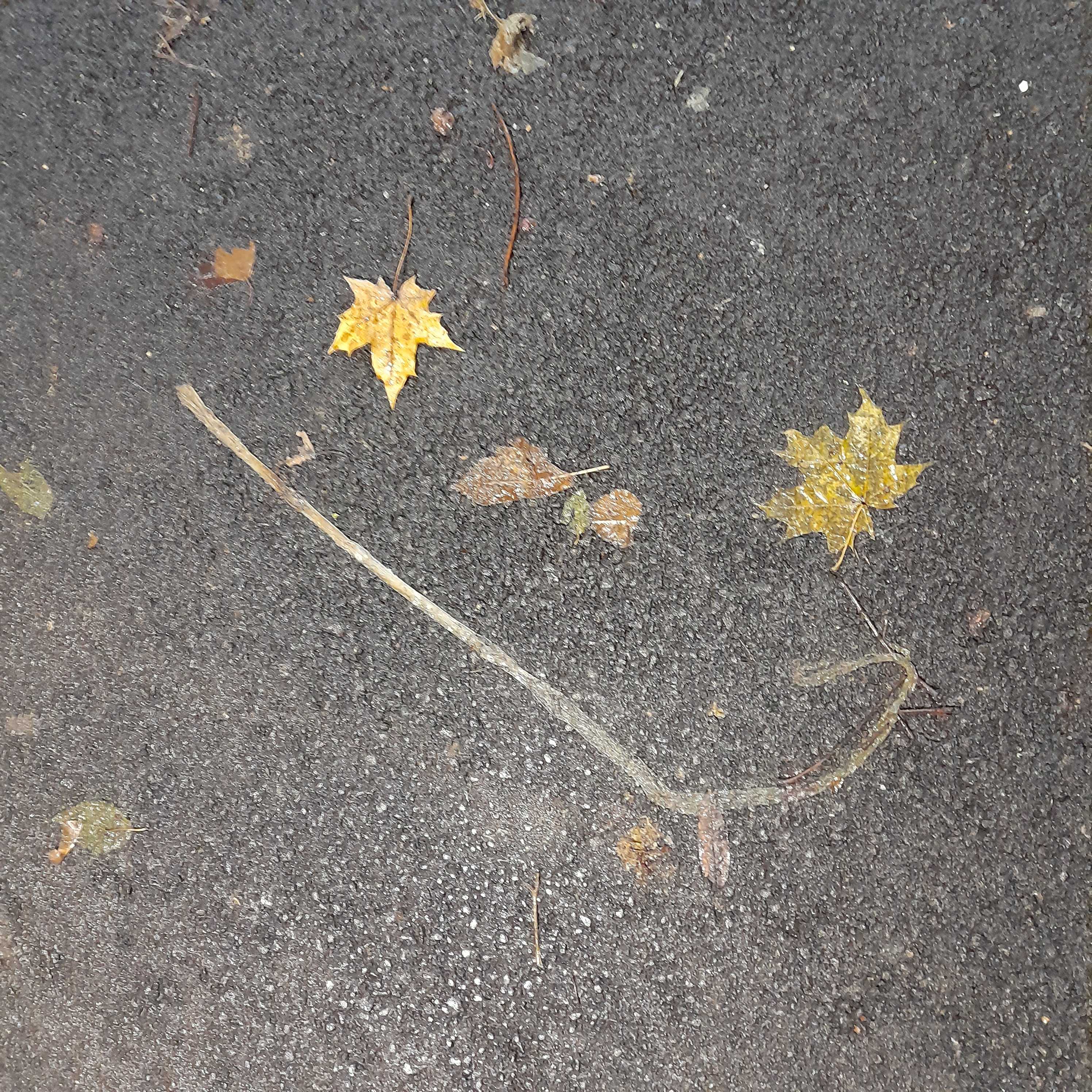 autumn is happy about itself